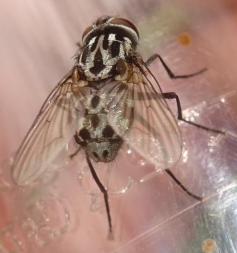 Réf. 357 918 : Graphomya maculata